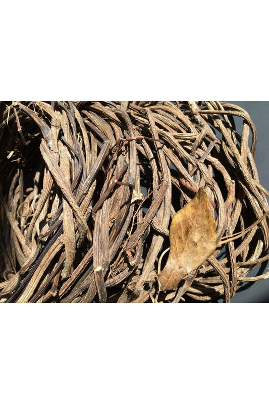 Contribo (Aristolochia trilobata)