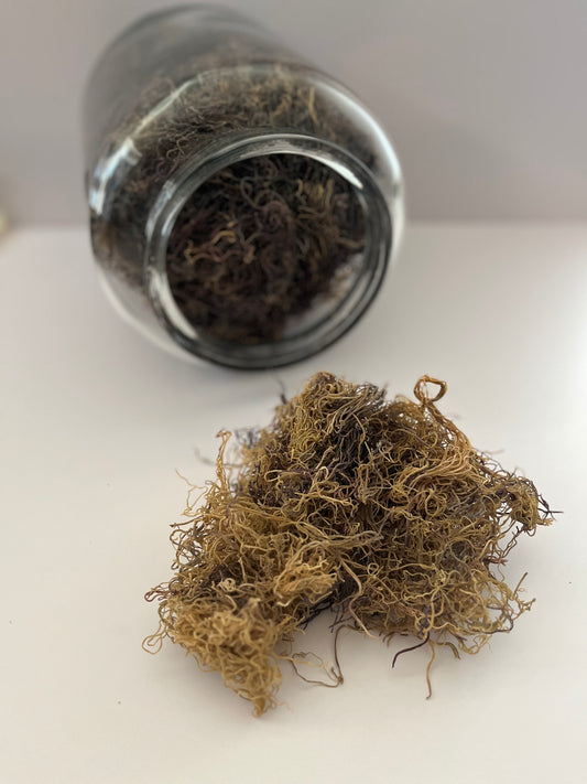 Dried Raw Sea Moss - Wildcrafted Gracilaria (Honduras)