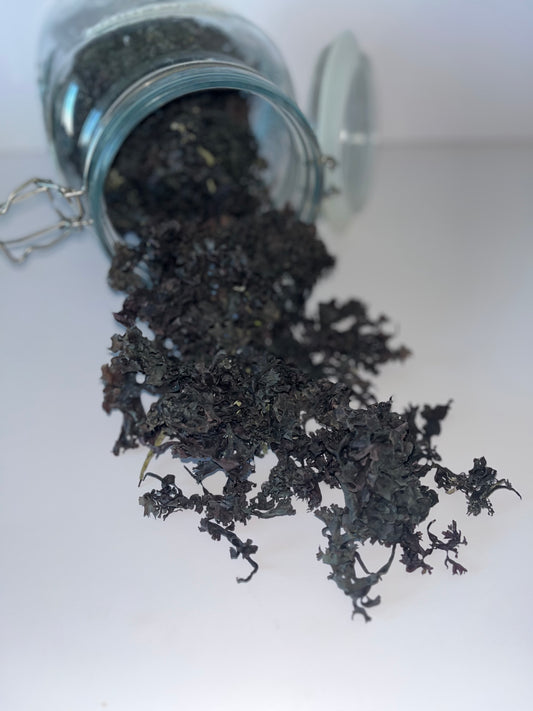 Dried Raw Chondrus Crispus Irish Sea Moss (Honduras)