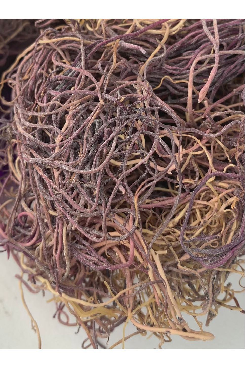 Dried Raw Sea Moss - Wildcrafted Gracilaria (Honduras)