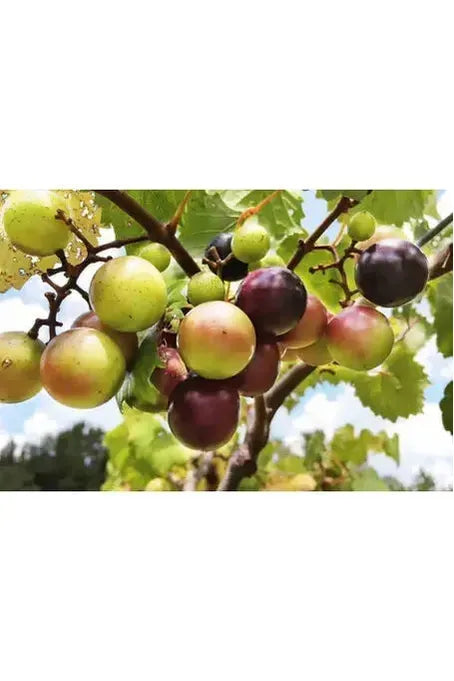 Muscadine Grapes (Seasonal End August- October)