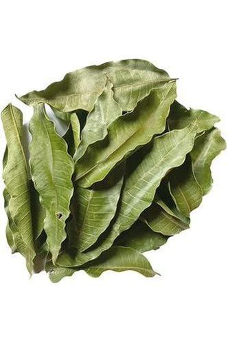 Mango Leaves