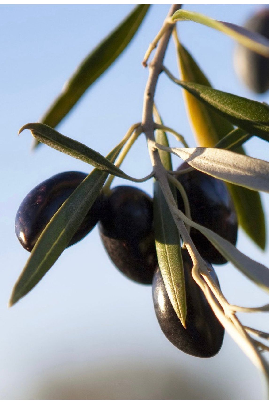 Olive leaves