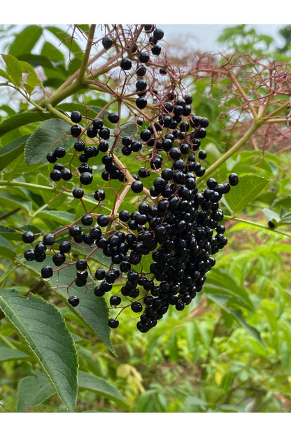 Sambucus Elderberry Tonic