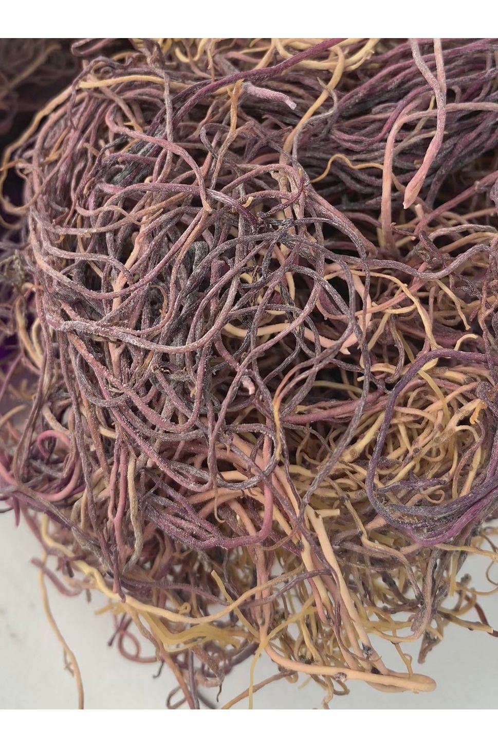 Raw Sea Moss - Wildcrafted Gracilaria