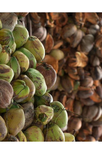 Fresh Coconuts