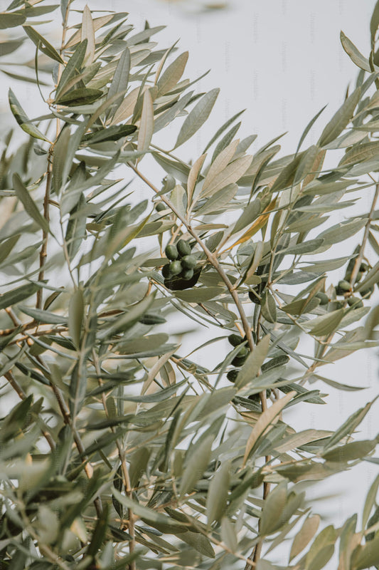 Olive leaves