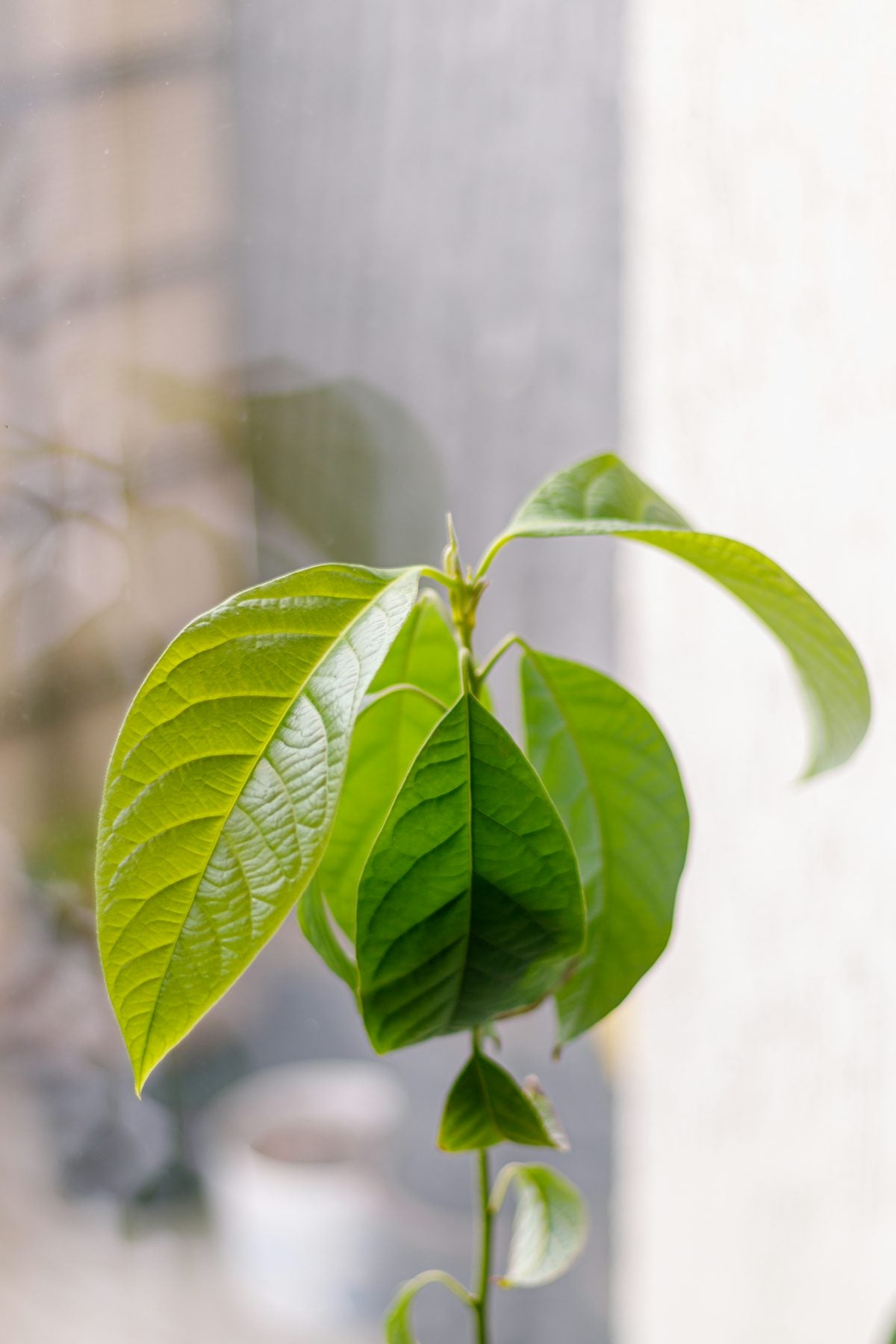 Avocado leaves