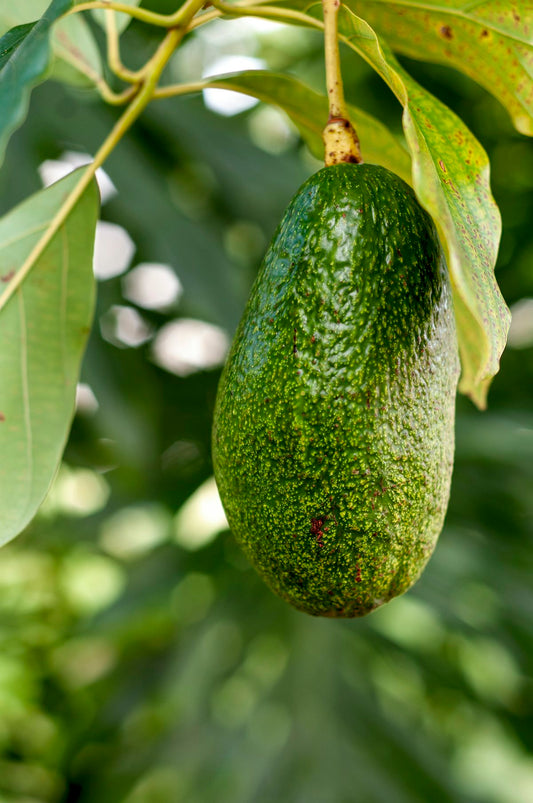 Avocado leaves